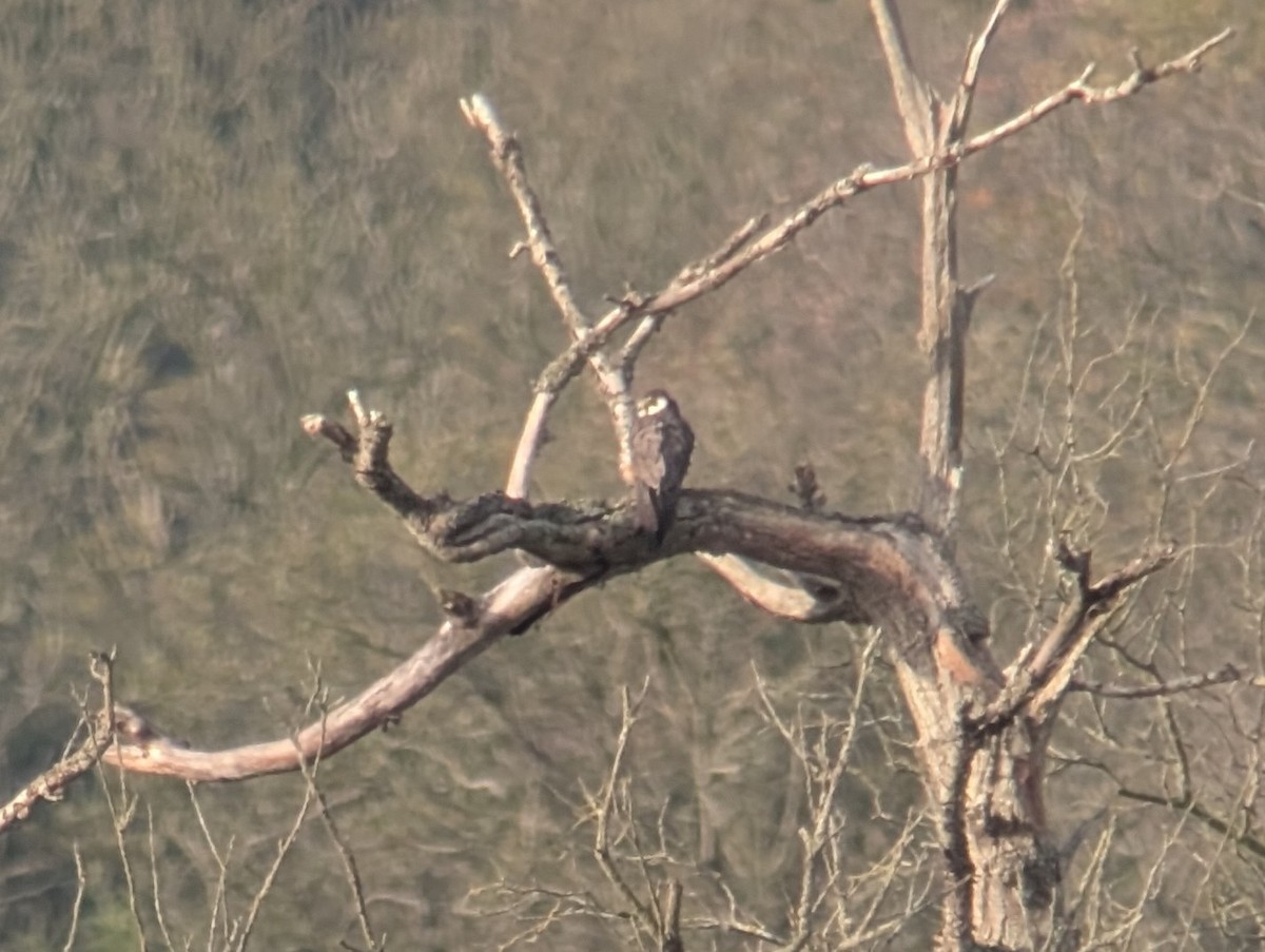 Eurasian Hobby - ML646507288
