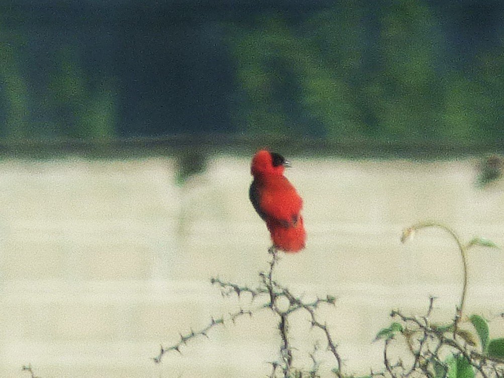 Vescovo arancio - ML646507291