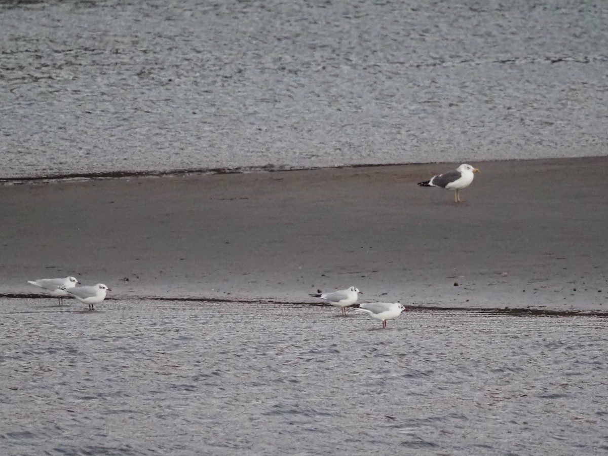 Mediterranean Gull - ML646507295