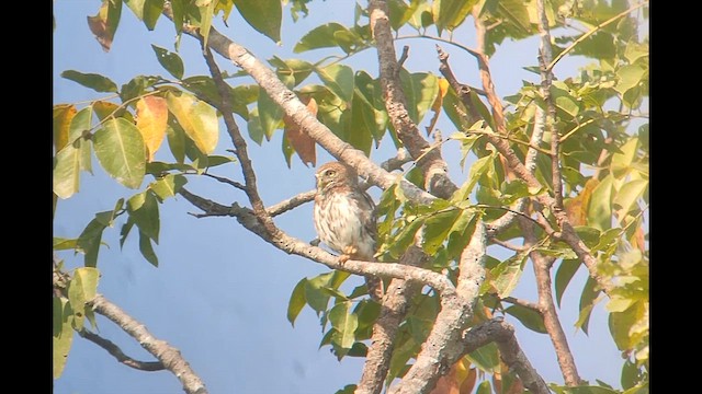 Сичик-горобець савановий - ML646507298