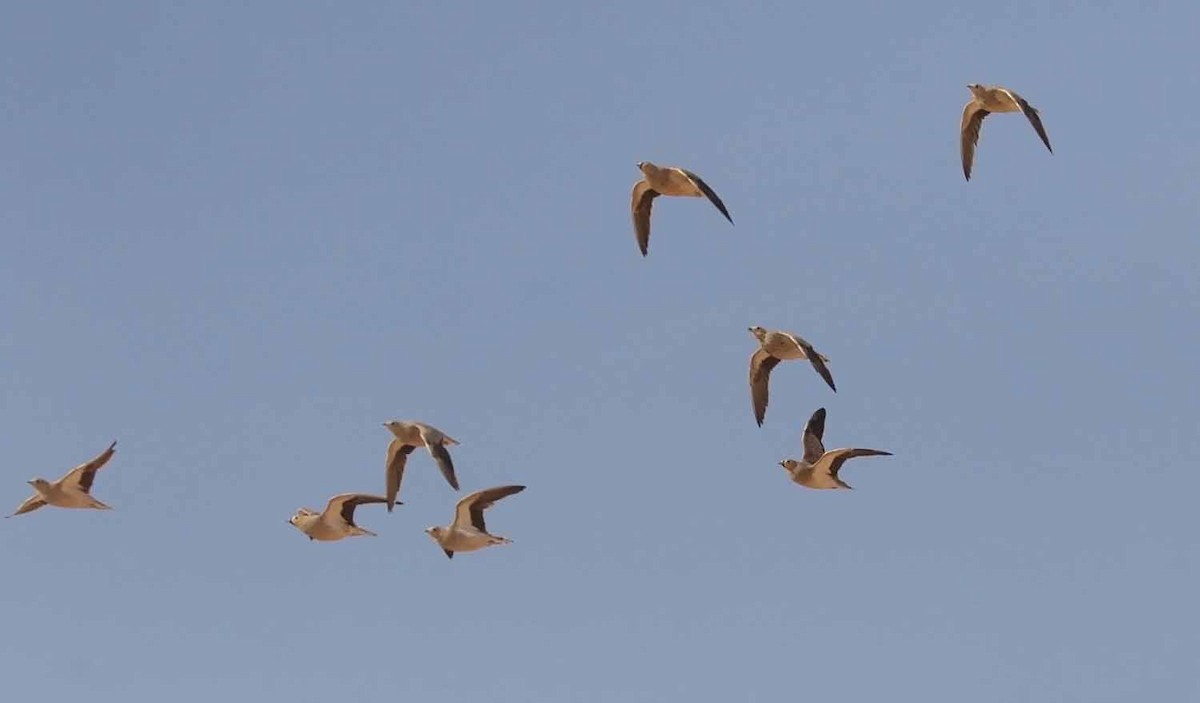 Ganga Coronada - ML646507301