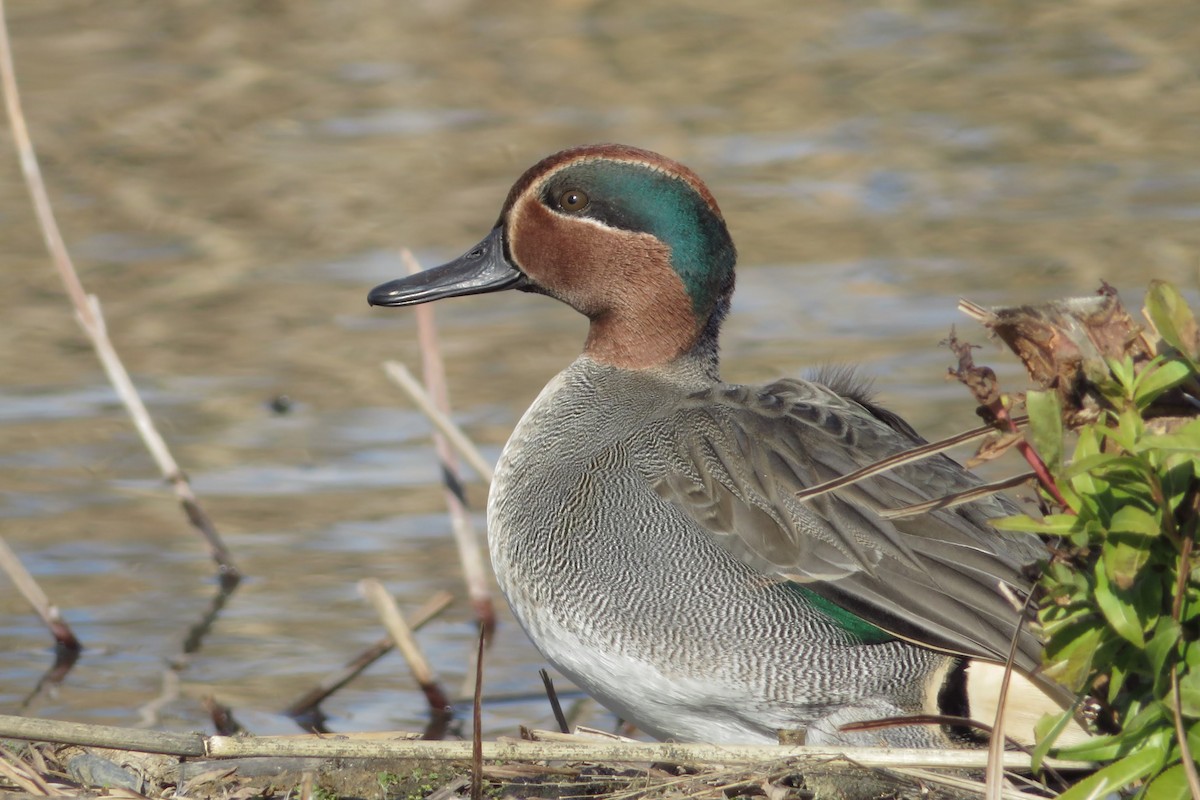 שרשיר - ML646507303