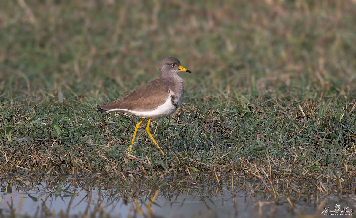 קיווית אפורת-ראש - ML646507306