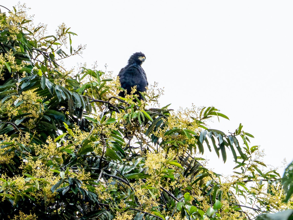 Great Black Hawk (Southern) - ML646507307