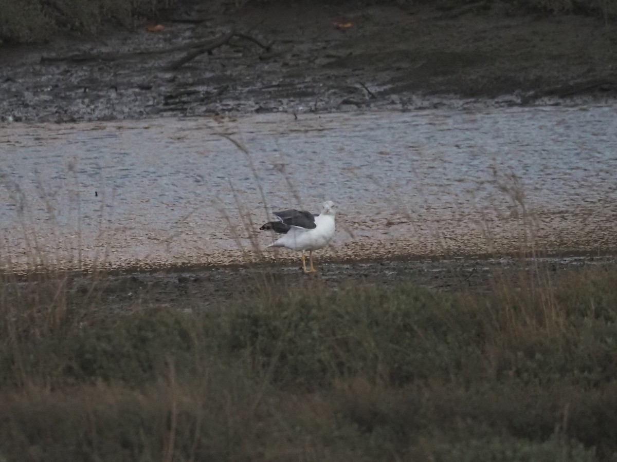 שחף שחור - ML646507310