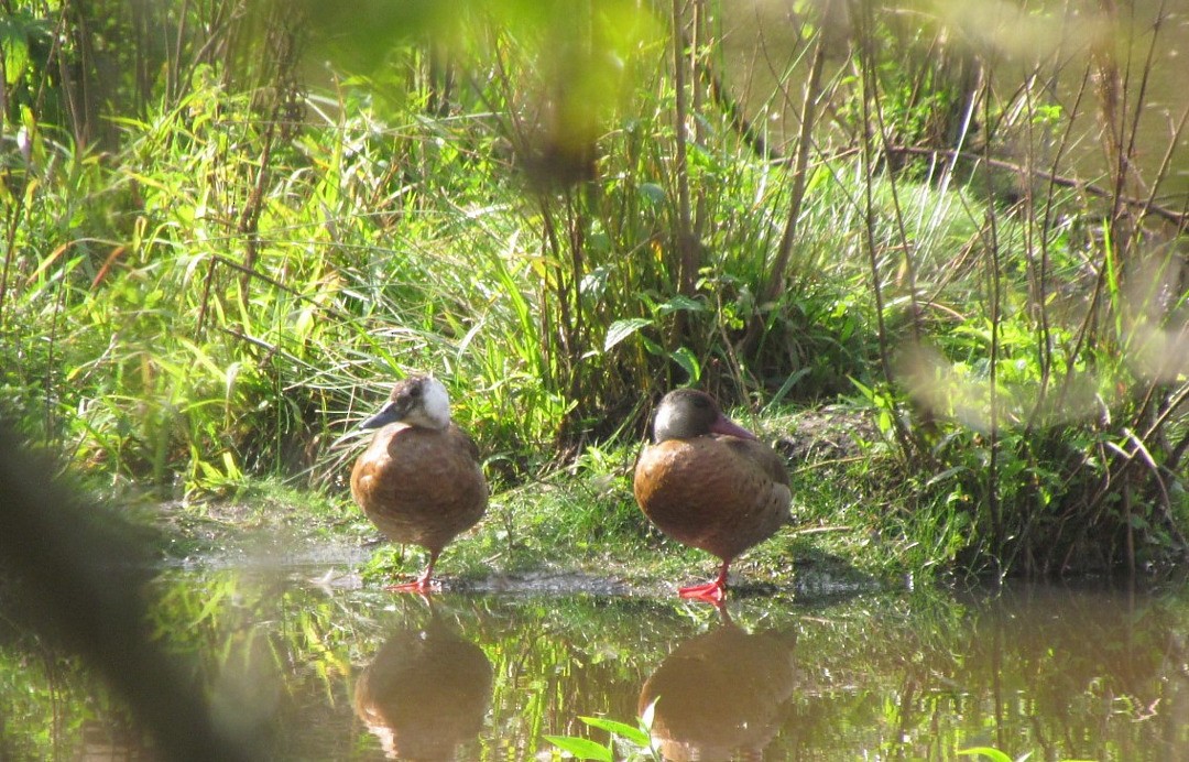 שרשיר ברזילאי - ML646507312