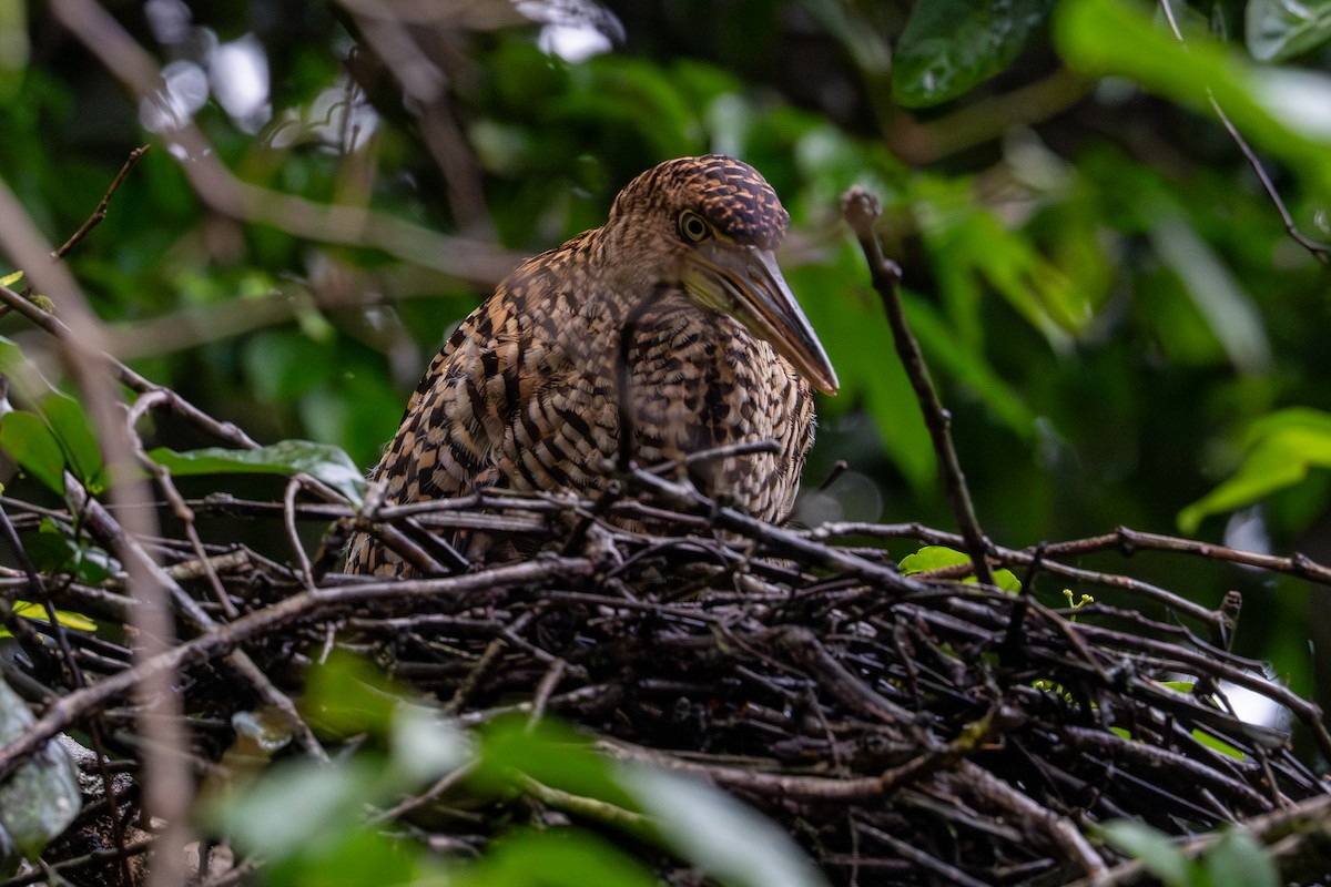 Rufescent Tiger-Heron - ML646507313