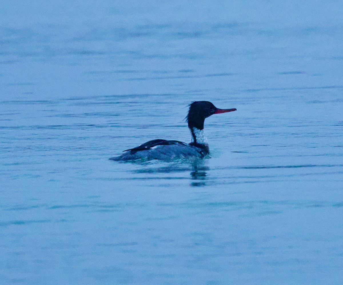 מרגון בינוני - ML646507314