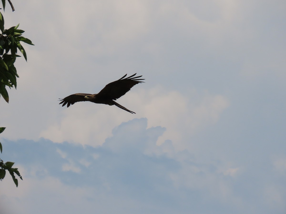 דיה שחורה - ML646507315