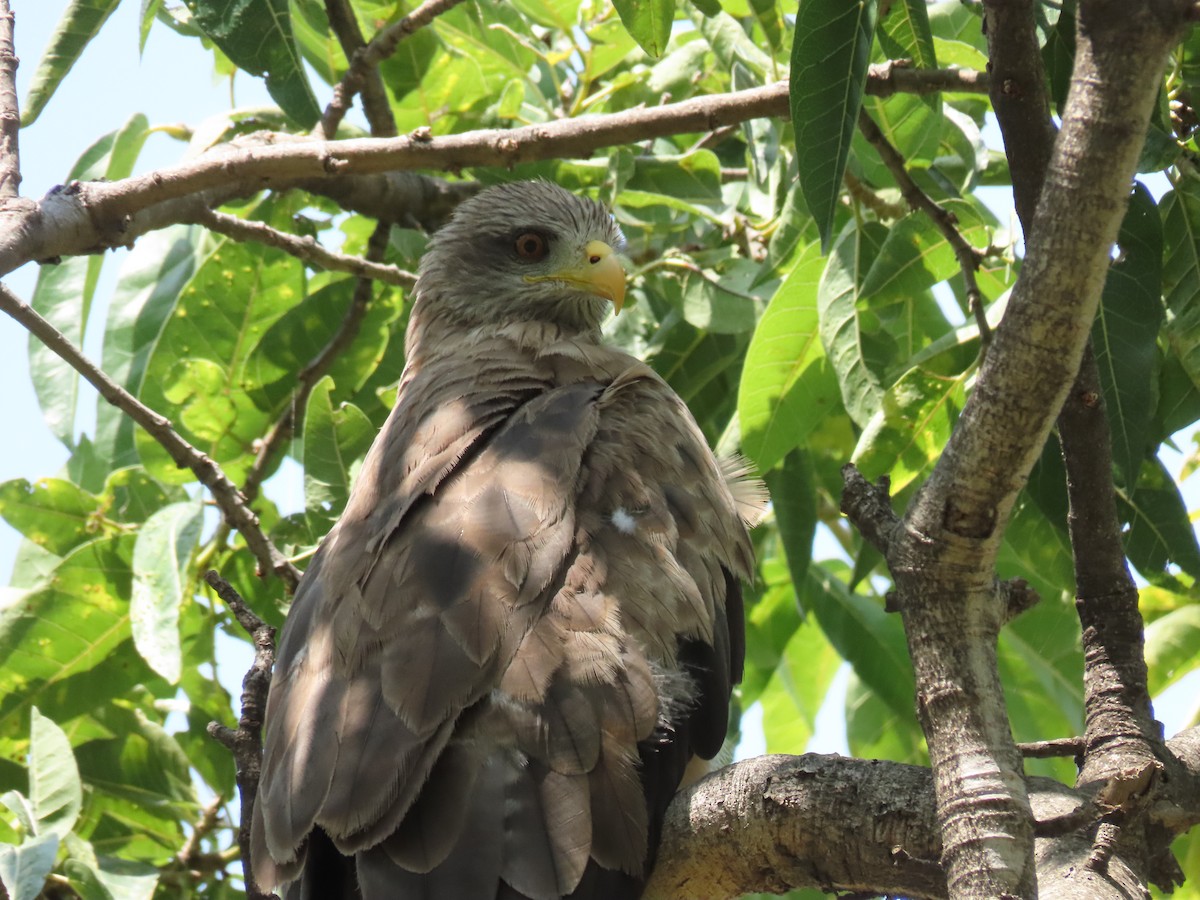 דיה שחורה - ML646507316