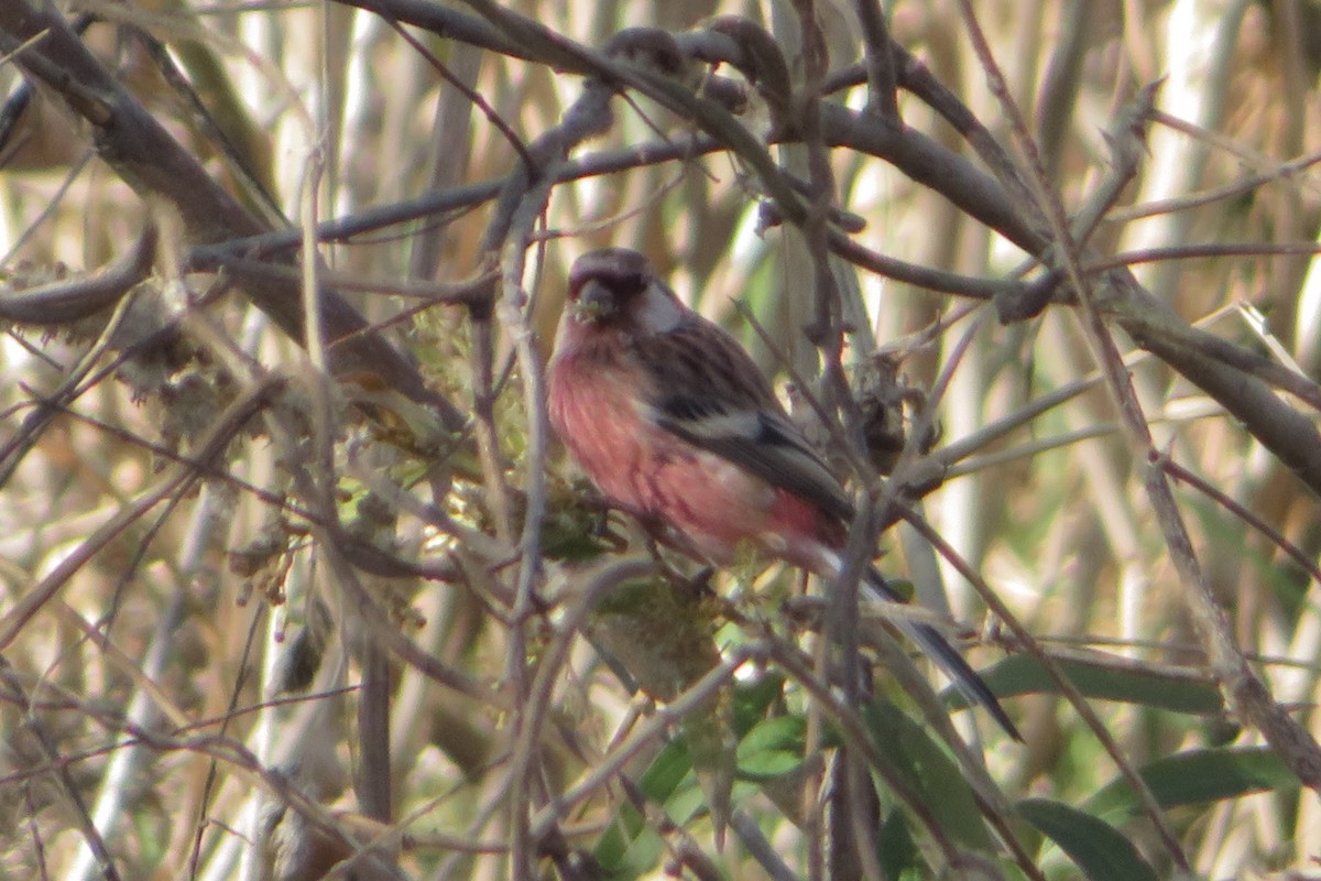 ורדית ארוכת-זנב - ML646507317