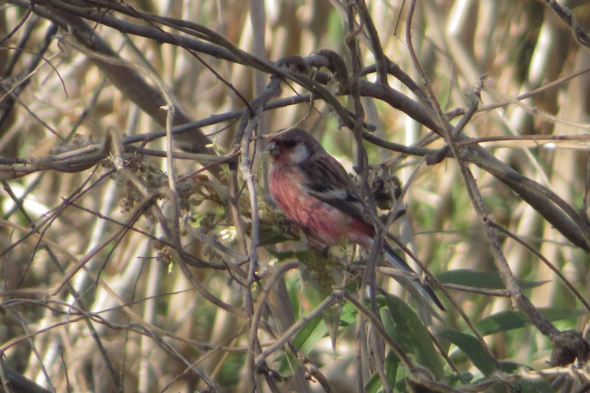 ורדית ארוכת-זנב - ML646507318