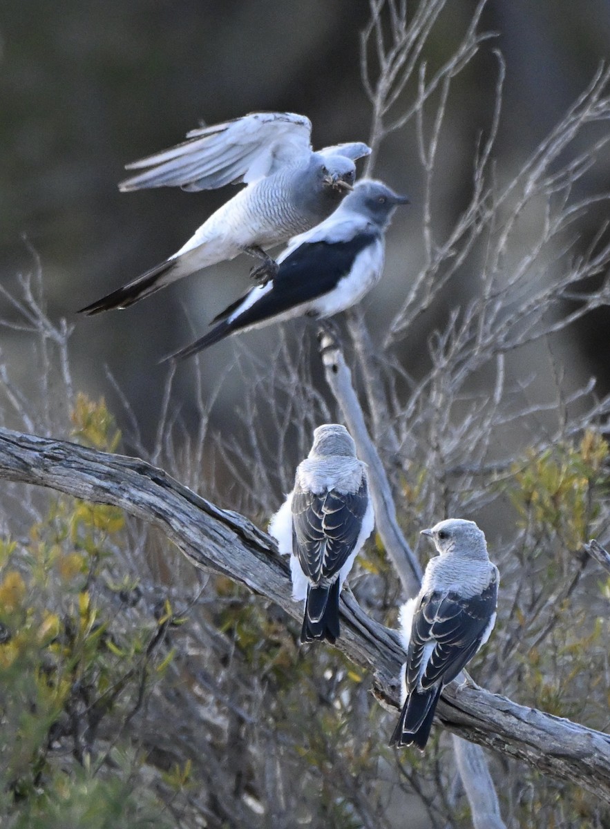 Ground Cuckooshrike - ML646507319