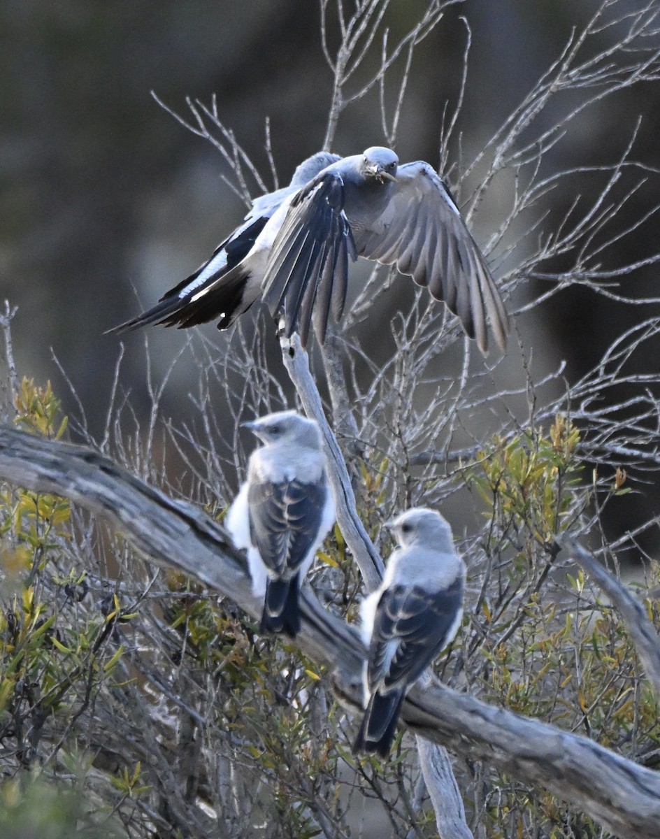 Ground Cuckooshrike - ML646507320