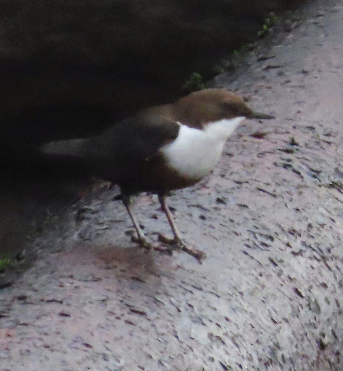 אמודאי הנחלים - ML646507321