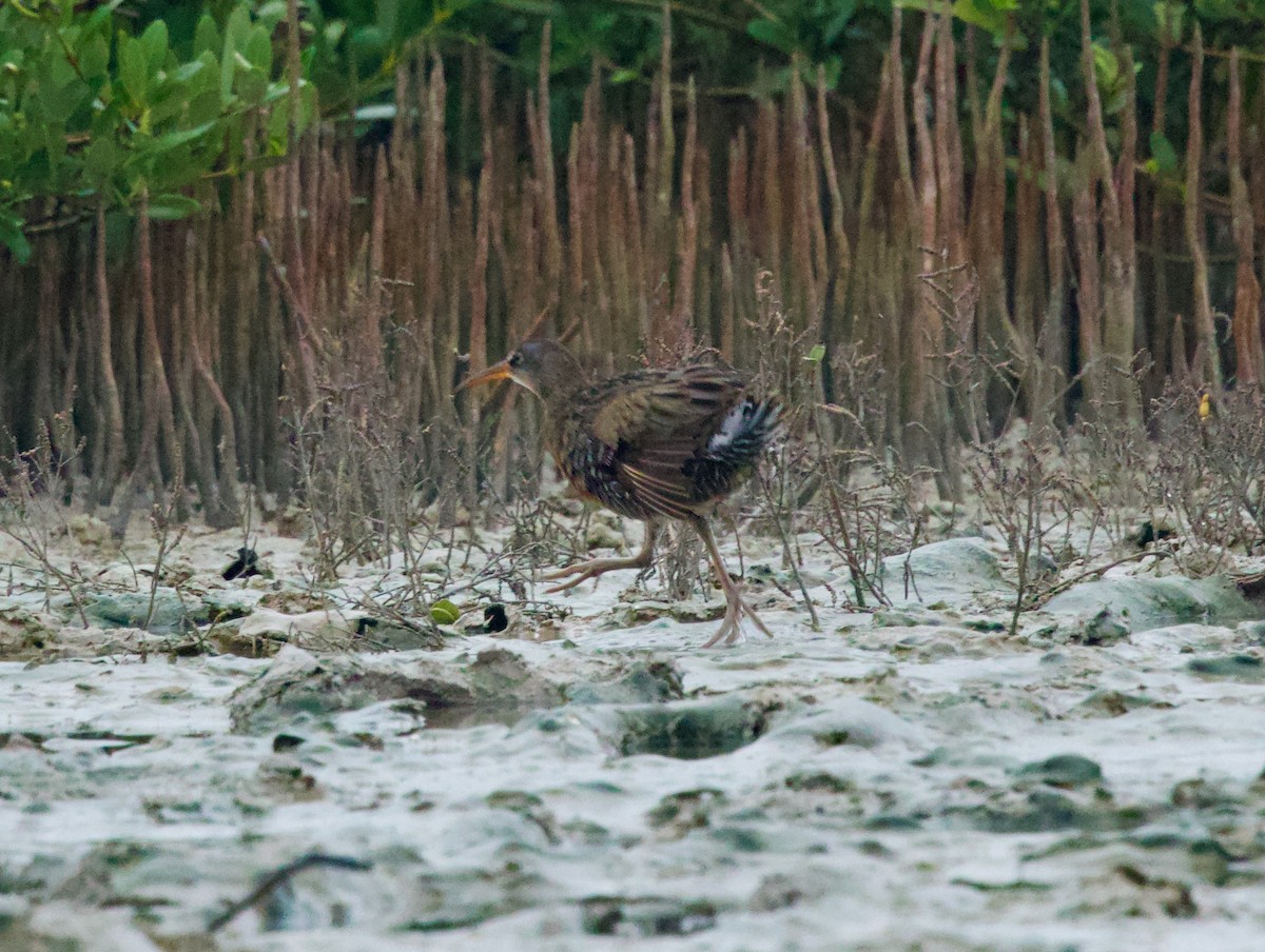Clapper Rail (Gulf Coast) - ML646507323