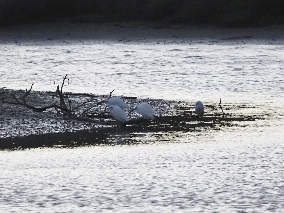 לבנית קטנה - ML646507324