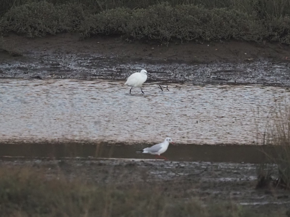 לבנית קטנה - ML646507325