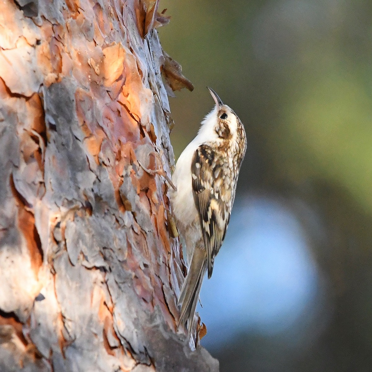 טפס-עצים אירופי - ML646507326