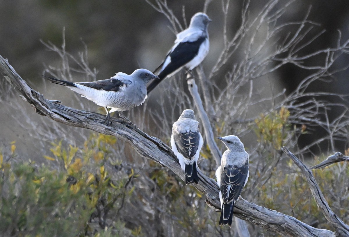 Ground Cuckooshrike - ML646507327