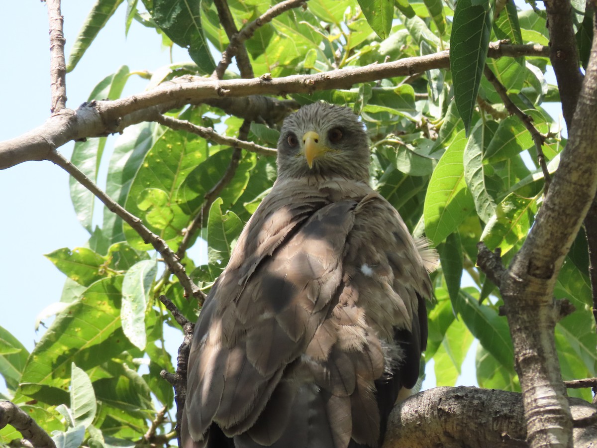 דיה שחורה - ML646507328