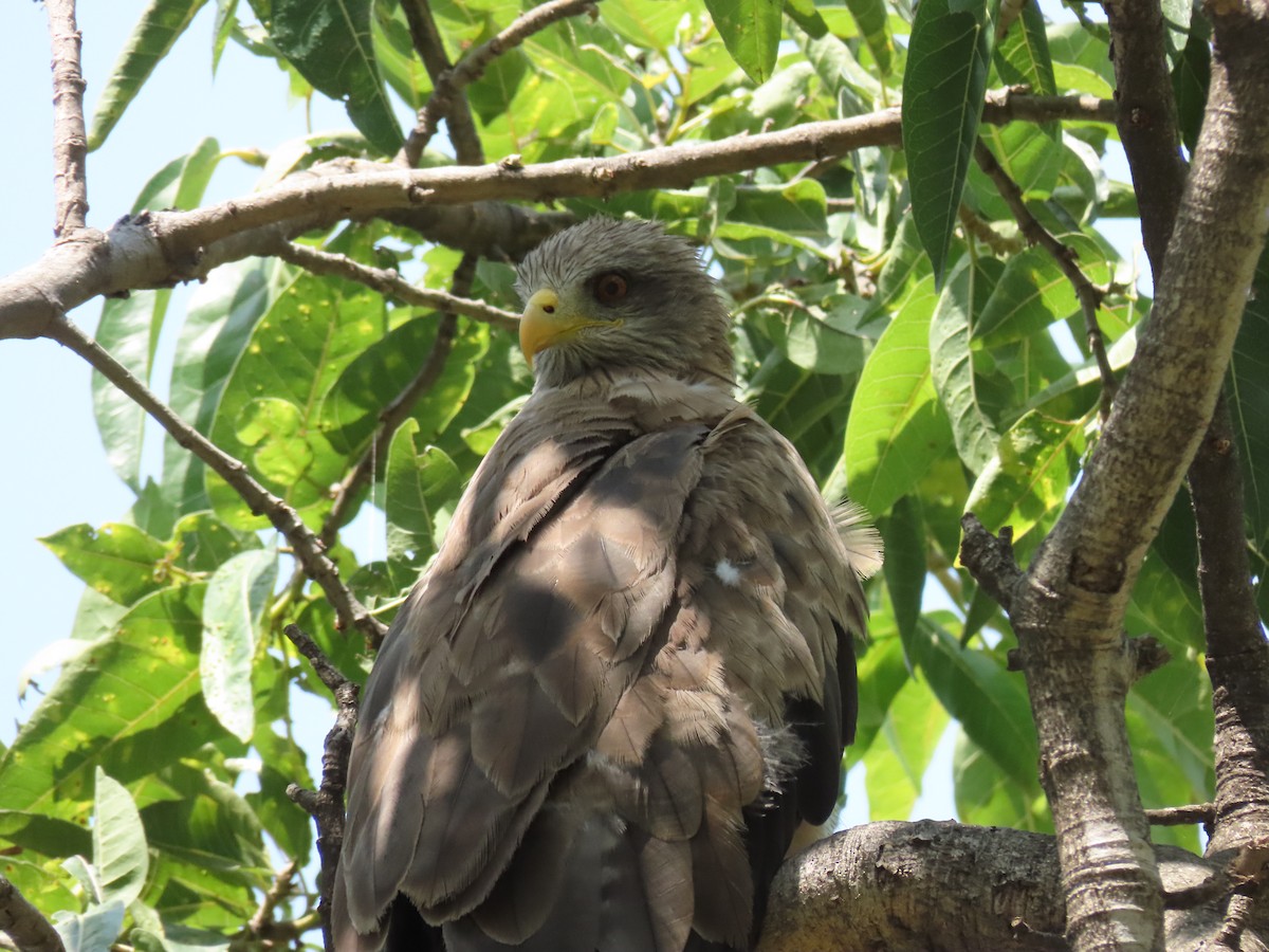 דיה שחורה - ML646507329