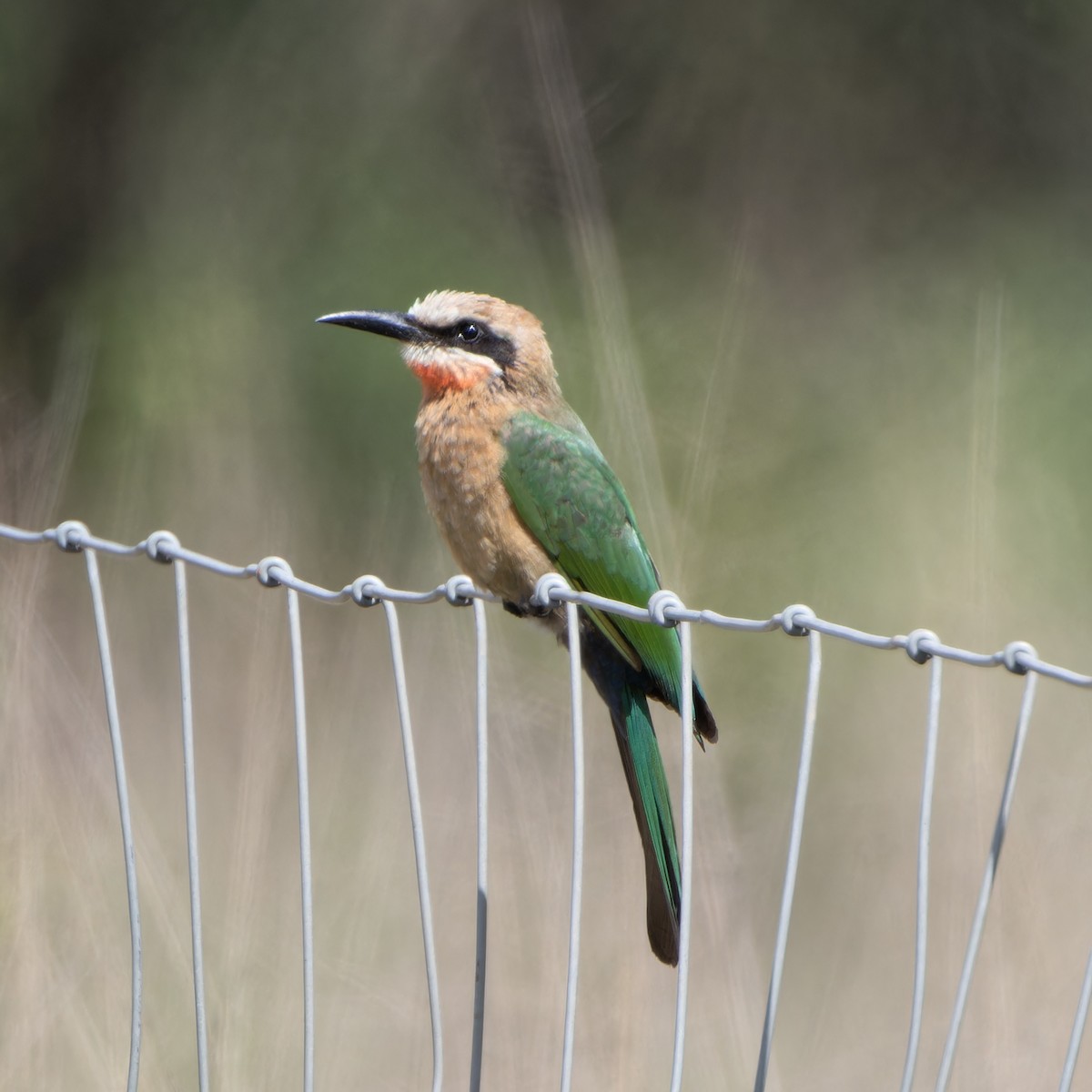 White-fronted Bee-eater - ML646507330