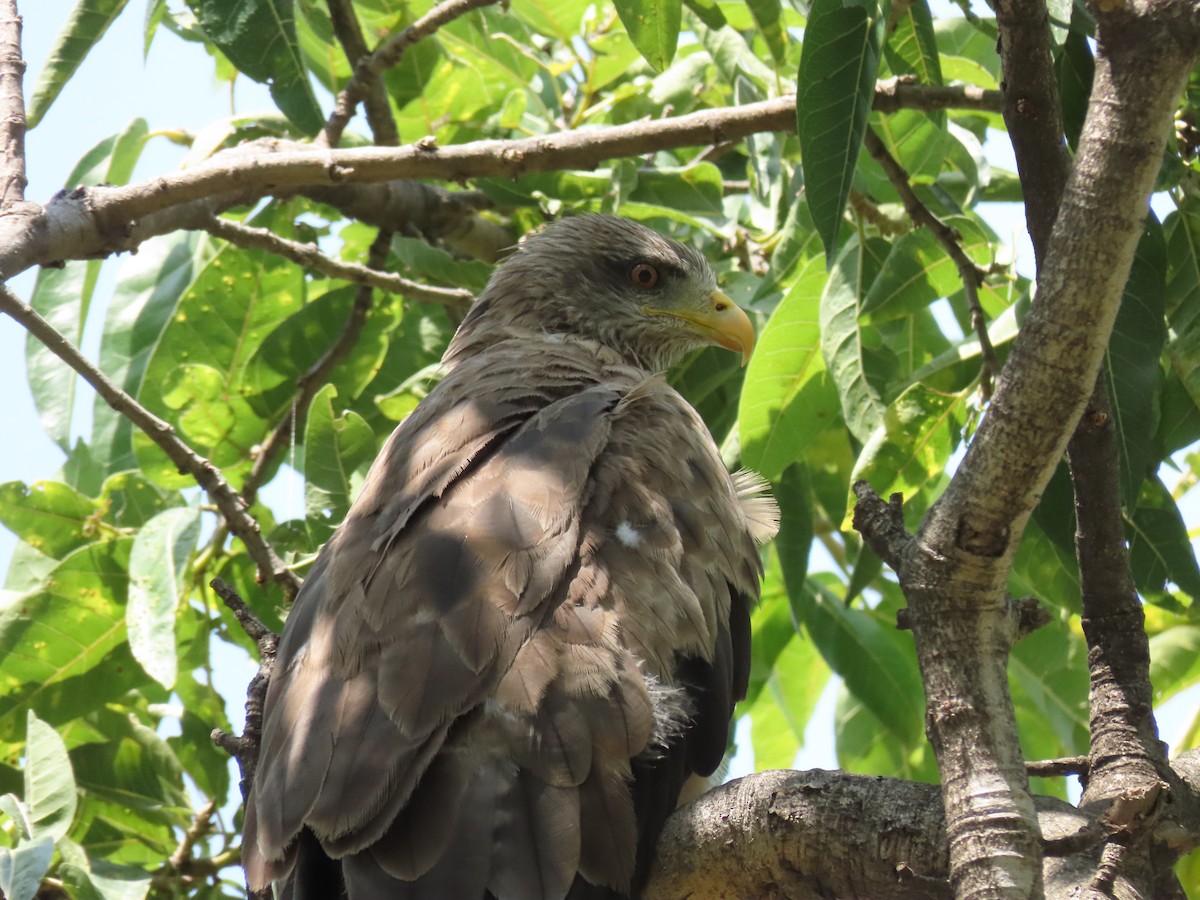 דיה שחורה - ML646507331