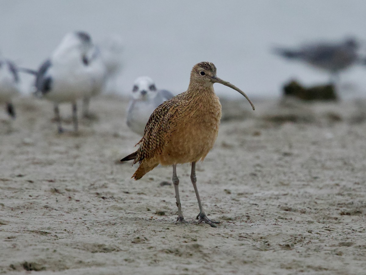 חרמשון ארוך-מקור - ML646507332