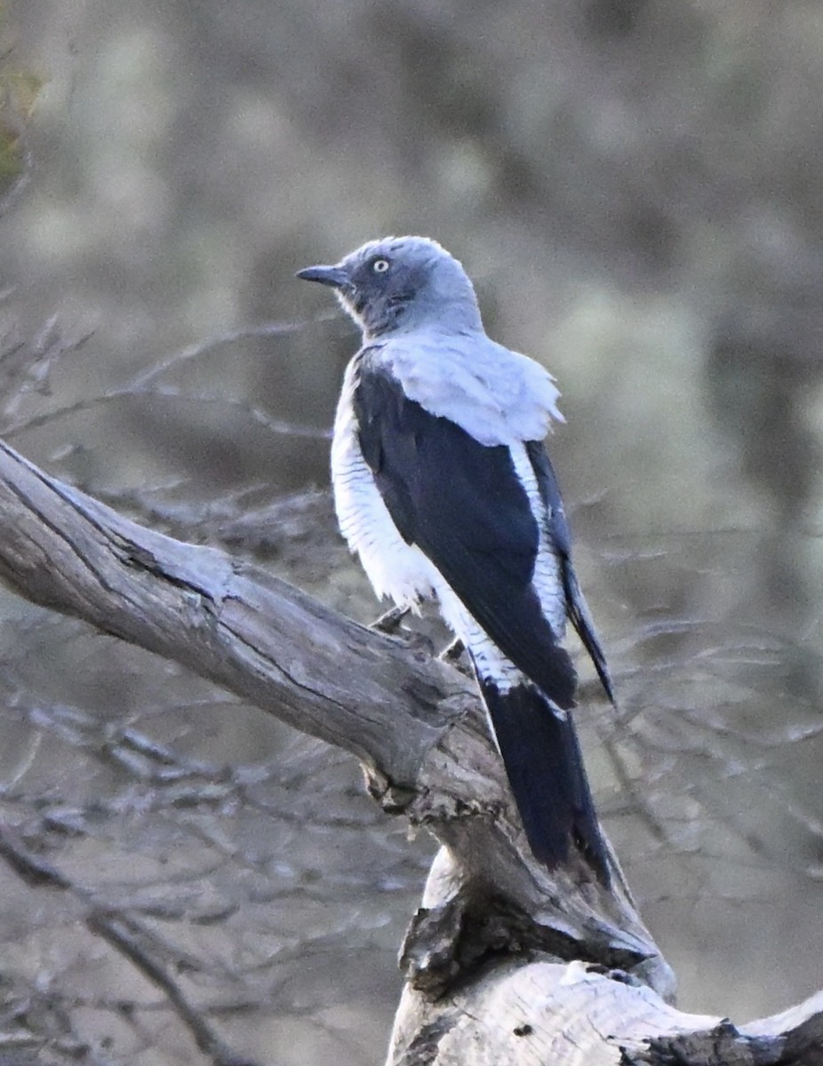 Ground Cuckooshrike - ML646507335