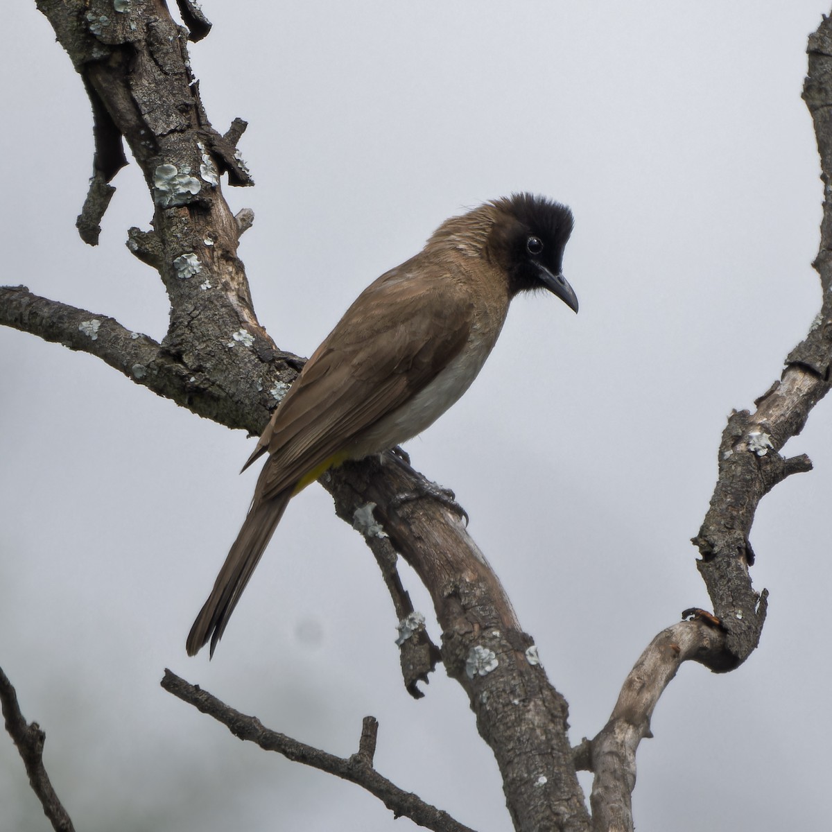 Common Bulbul - ML646507341