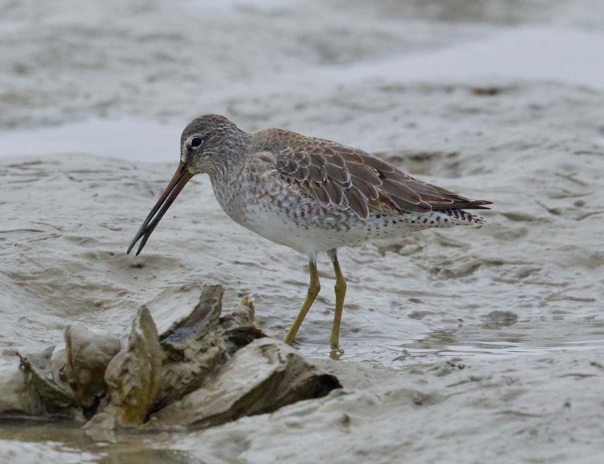 חרטומנית ארוכת-/קצרת-מקור - ML646507342