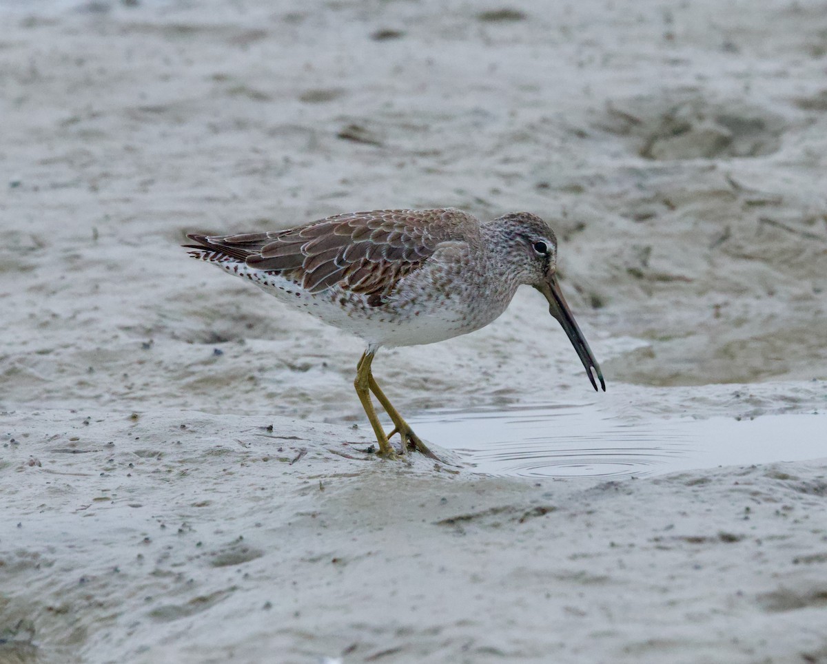 Short-billed/Long-billed Dowitcher - ML646507345