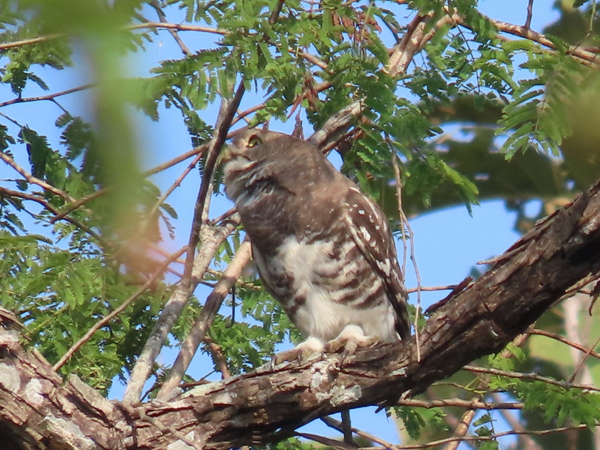 Mochuelo de Blewitt - ML646507347