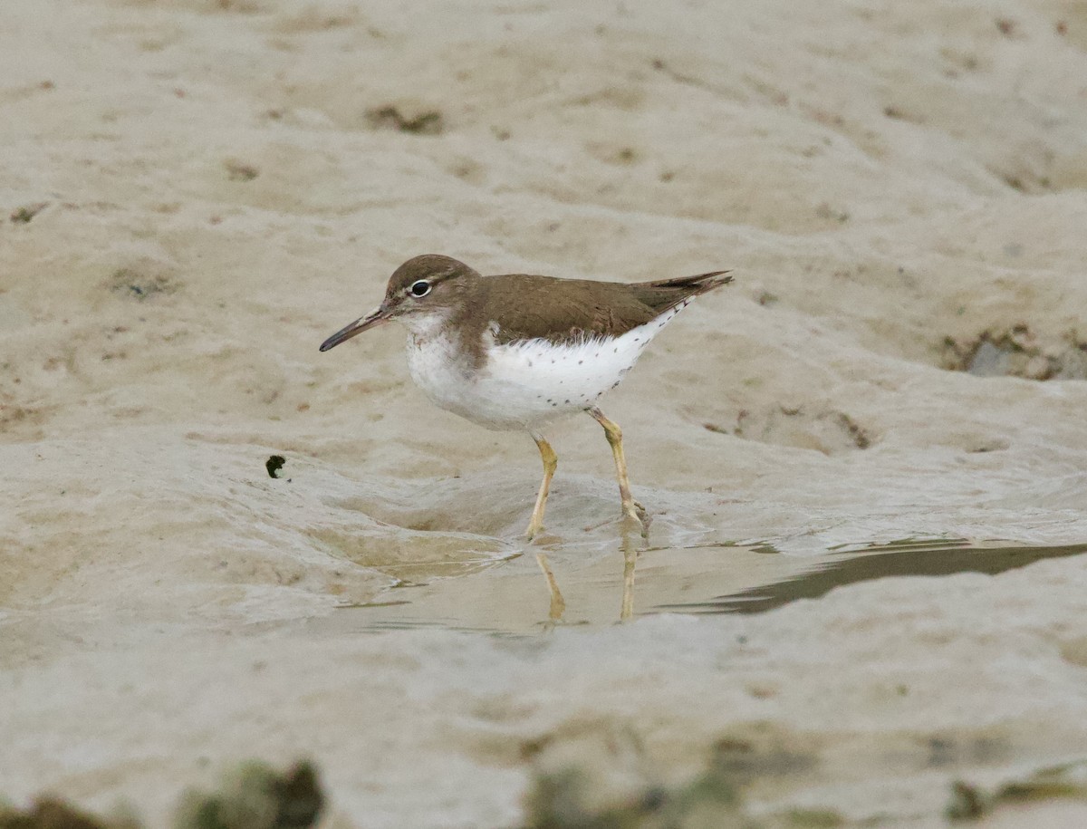 Spotted Sandpiper - ML646507351