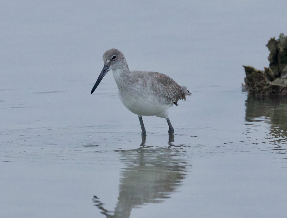 Willet - ML646507355