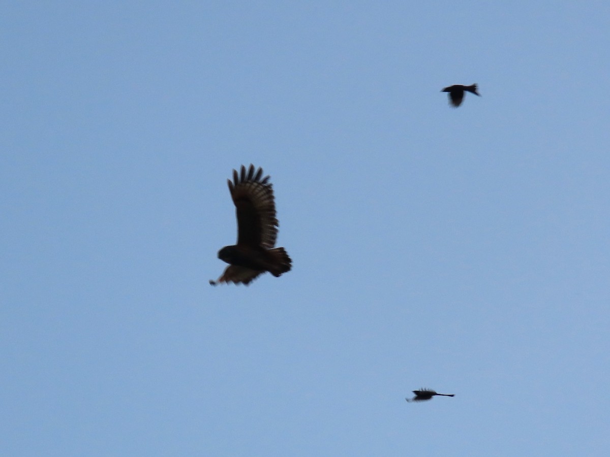 Cárabo Ocelado - ML646507356