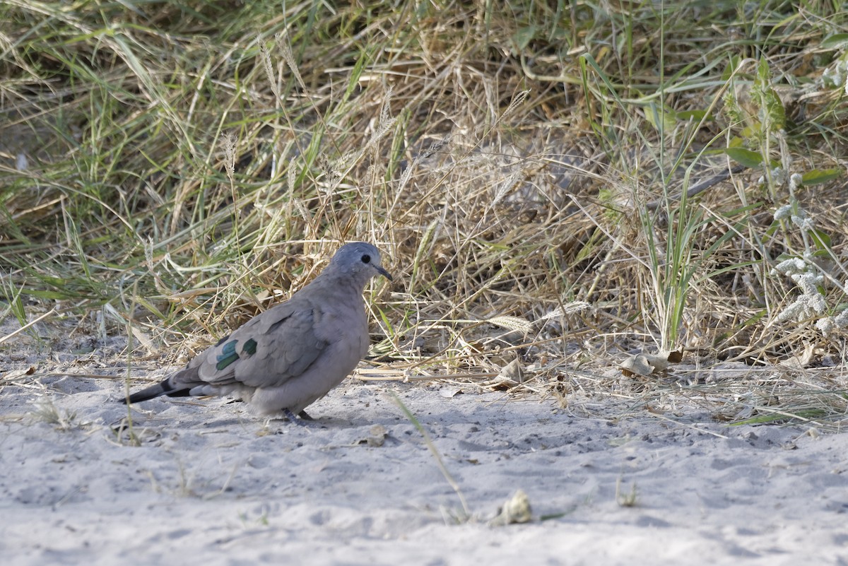 Palomita Aliverde - ML646507358