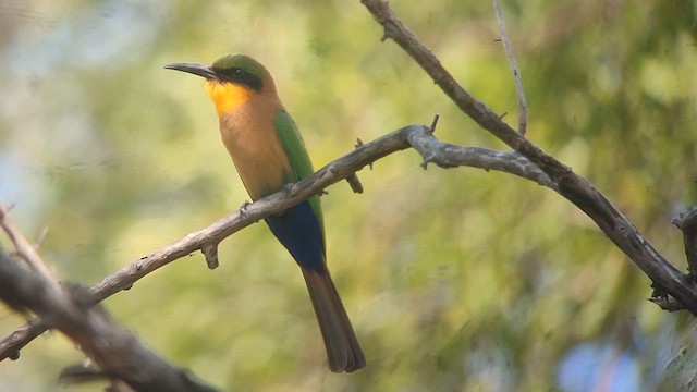 Бджолоїдка червоногорла - ML646507361