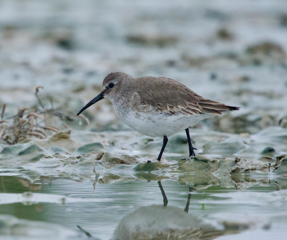 Dunlin - ML646507363
