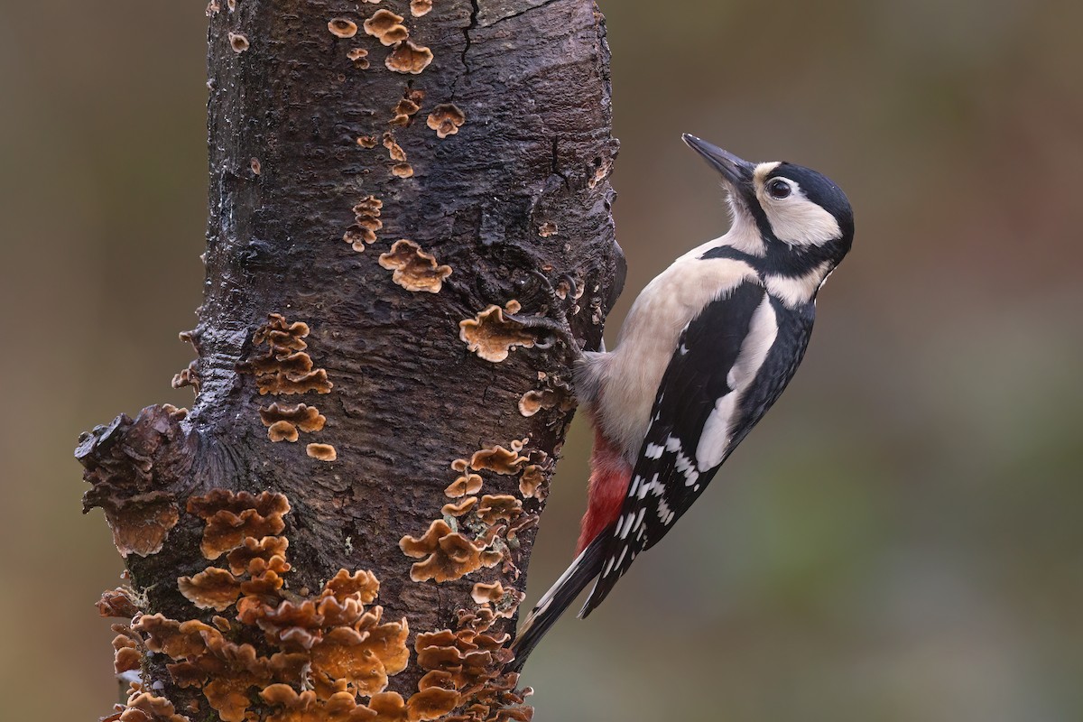 Pic épeiche (groupe major) - ML646507366