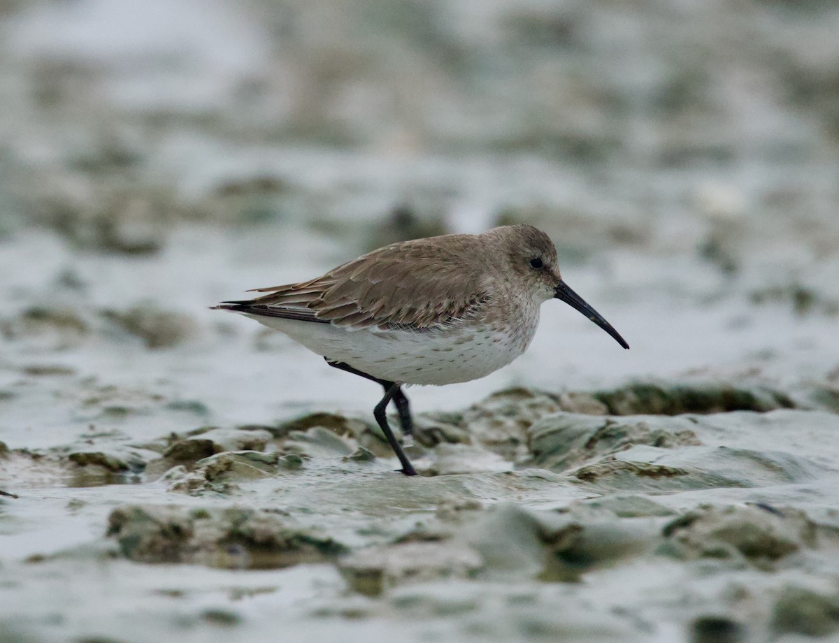 Dunlin - ML646507367