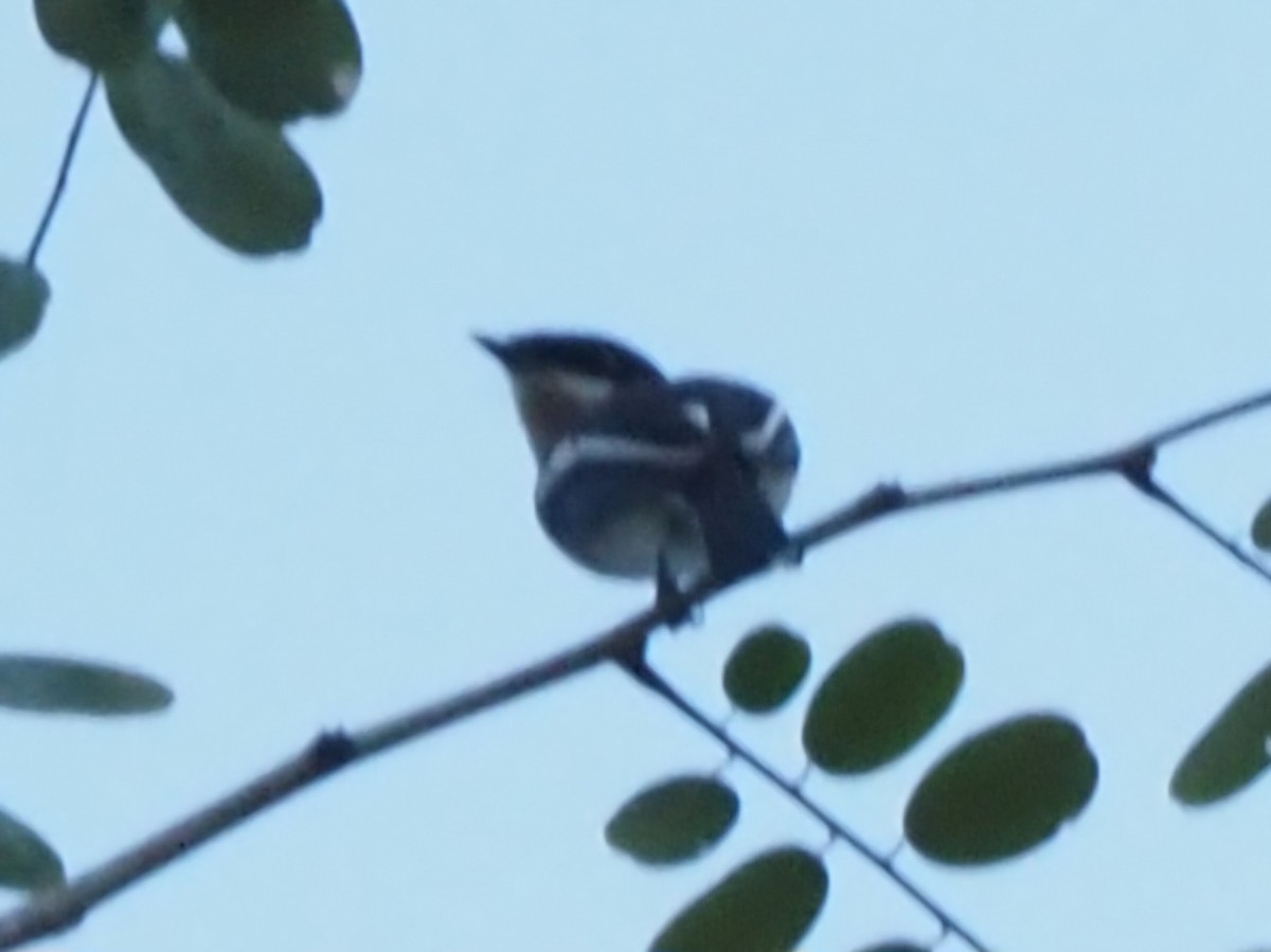 Bar-winged Flycatcher-shrike - ML646507368