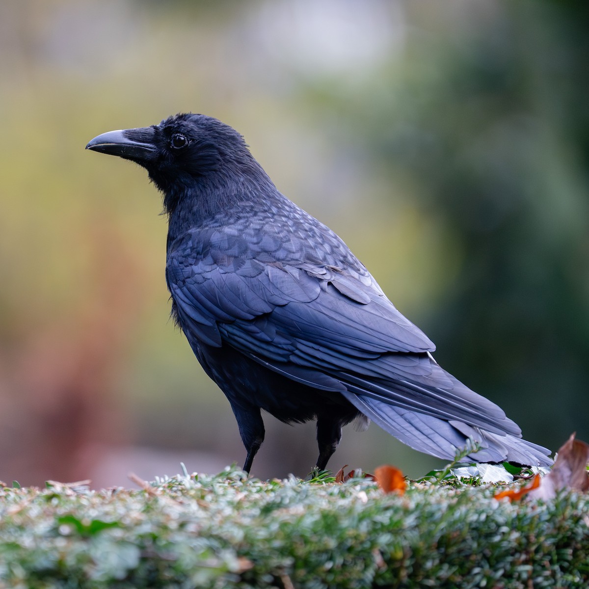 Carrion Crow - ML646507369