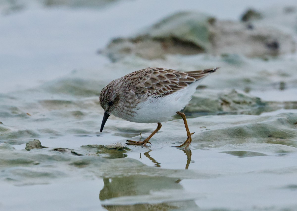 Least Sandpiper - ML646507370