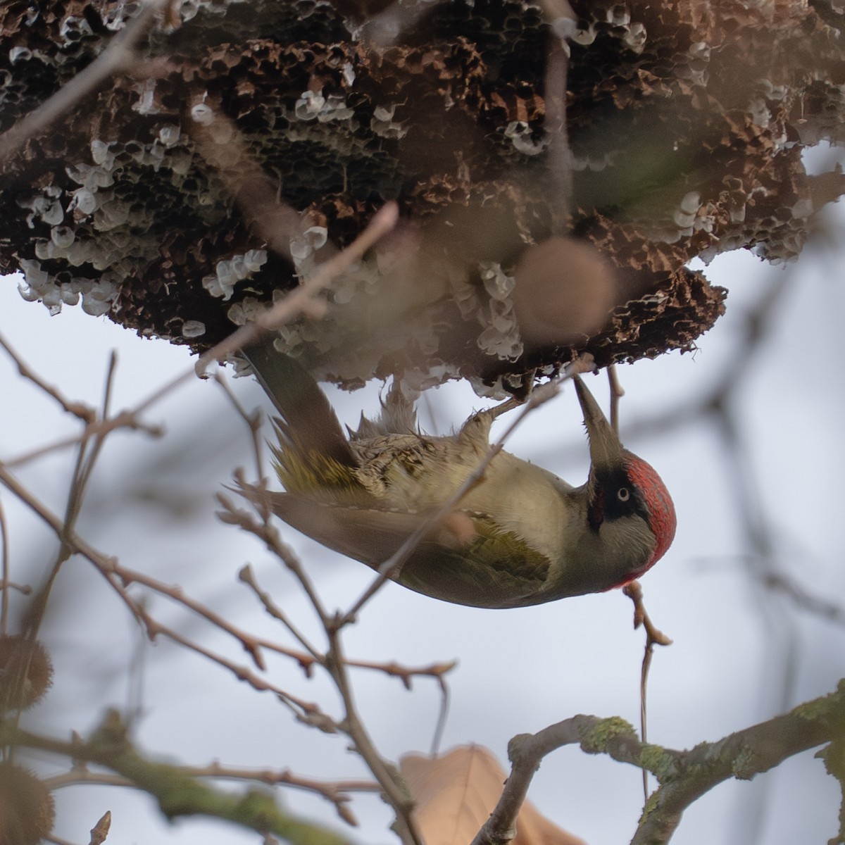 נקר ירוק - ML646507373