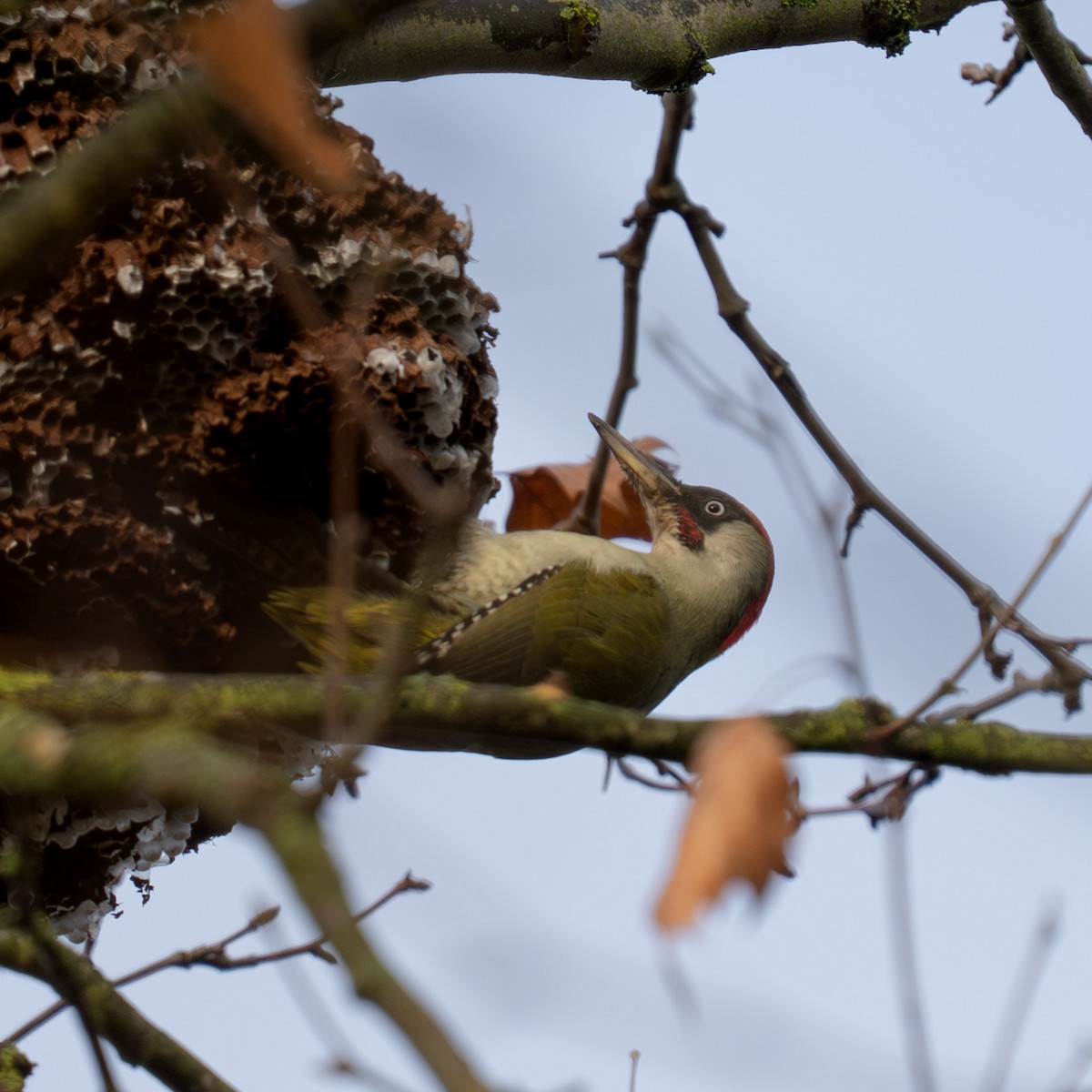 נקר ירוק - ML646507374