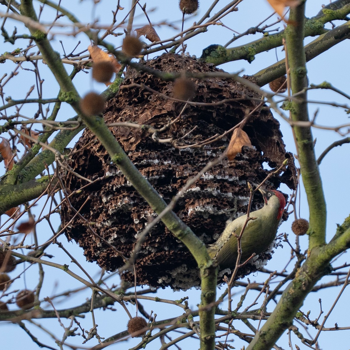 נקר ירוק - ML646507375