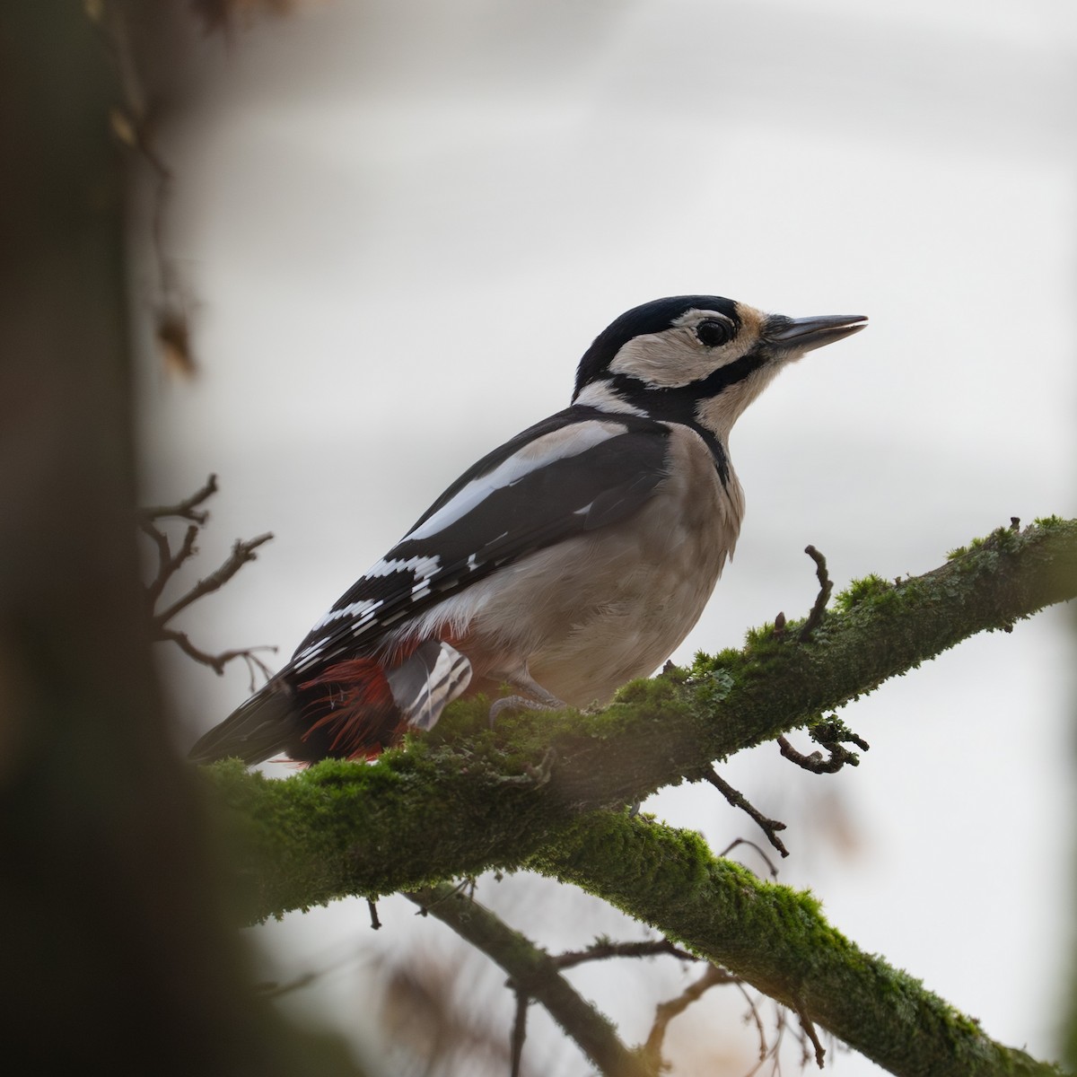 Great Spotted Woodpecker - ML646507379