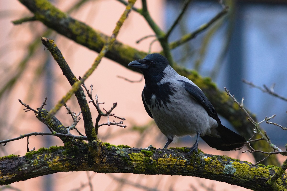 Hooded Crow - ML646507380